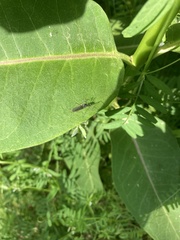 Gnophomyia tristissima