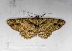 Paradarisa comparataria