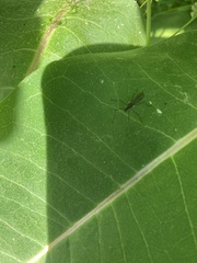 Gnophomyia tristissima