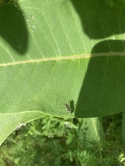 Gnophomyia tristissima