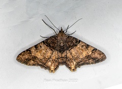 Sinameda basistrigaria