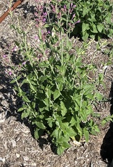 Agastache cana