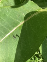 Gnophomyia tristissima