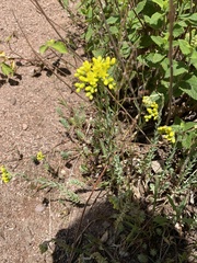 Alyssum montanum