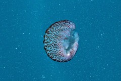 Pelagia noctiluca