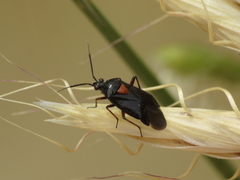 Deraeocoris ribauti