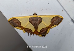 Plutodes subcaudata