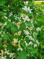 Amelanchier alnifolia