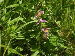 Ophrys apifera trollii