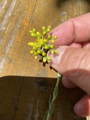 Alyssum montanum
