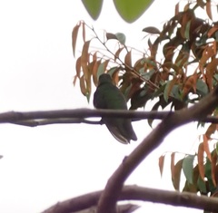 Anthracothorax aurulentus