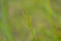 Juncus biflorus
