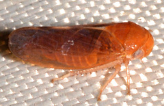 Oncopsis sobria