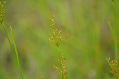 Juncus biflorus