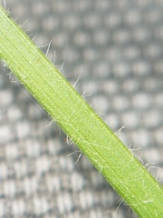 Carex castanea