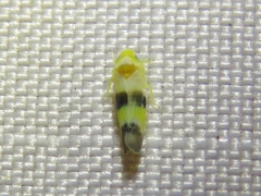 Empoa
