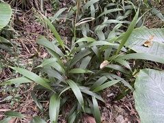 Setaria palmifolia, recorded flowering