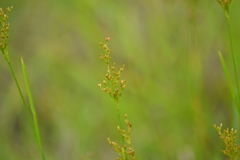 Juncus biflorus