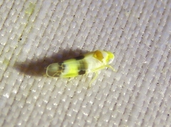 Empoa