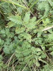 Desmanthus leptolobus