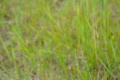 Juncus biflorus