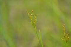 Juncus biflorus