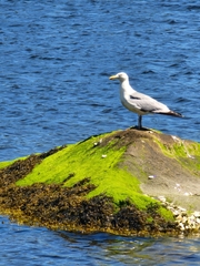 Larus argentatus