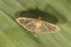 Microthyris anormalis