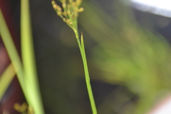 Juncus biflorus