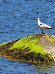 Larus argentatus