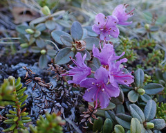 Rhododendron lapponicum