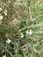 Galium sterneri