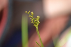 Juncus biflorus
