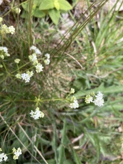 Galium sterneri