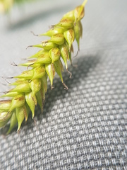 Carex castanea