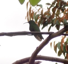 Anthracothorax aurulentus
