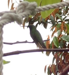 Anthracothorax aurulentus