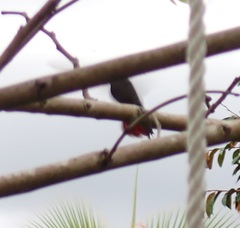 Anthracothorax aurulentus