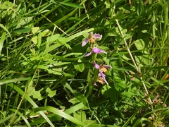 Ophrys apifera trollii