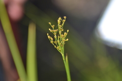 Juncus biflorus