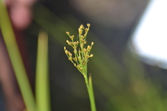 Juncus biflorus