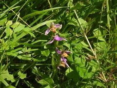 Ophrys apifera trollii