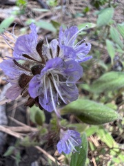 Phacelia humilis