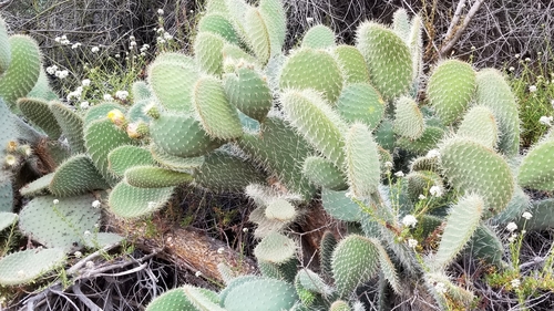 Opuntia leucotricha