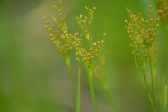 Juncus biflorus
