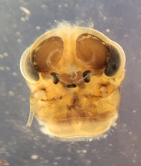 Thraulodes gonzalesi