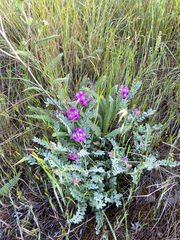 Astragalus inflexus