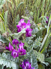 Astragalus inflexus