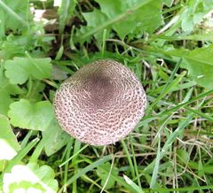 Lepiota brunneoincarnata