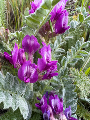Astragalus inflexus